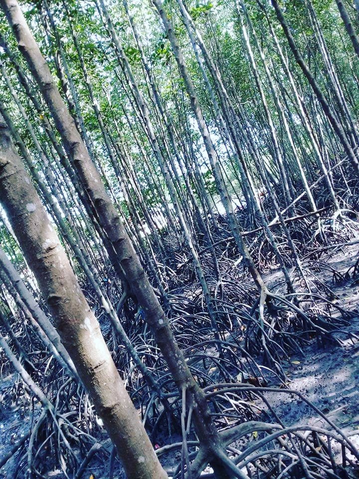 Thin trees