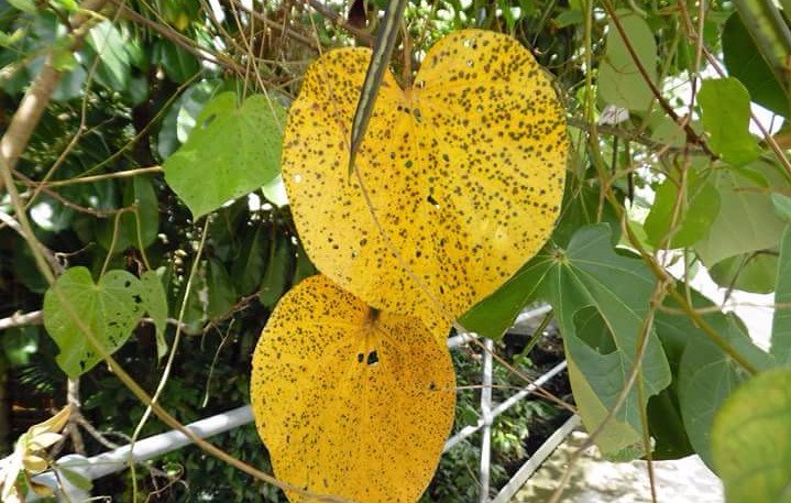 Two yellow leaves