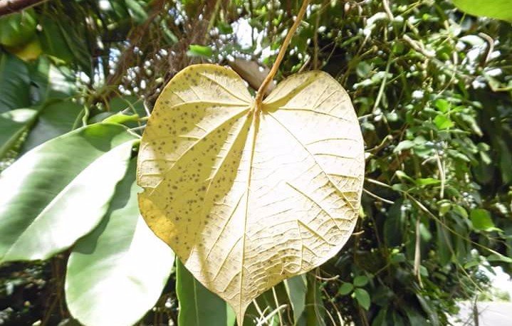 Yellow under leaf