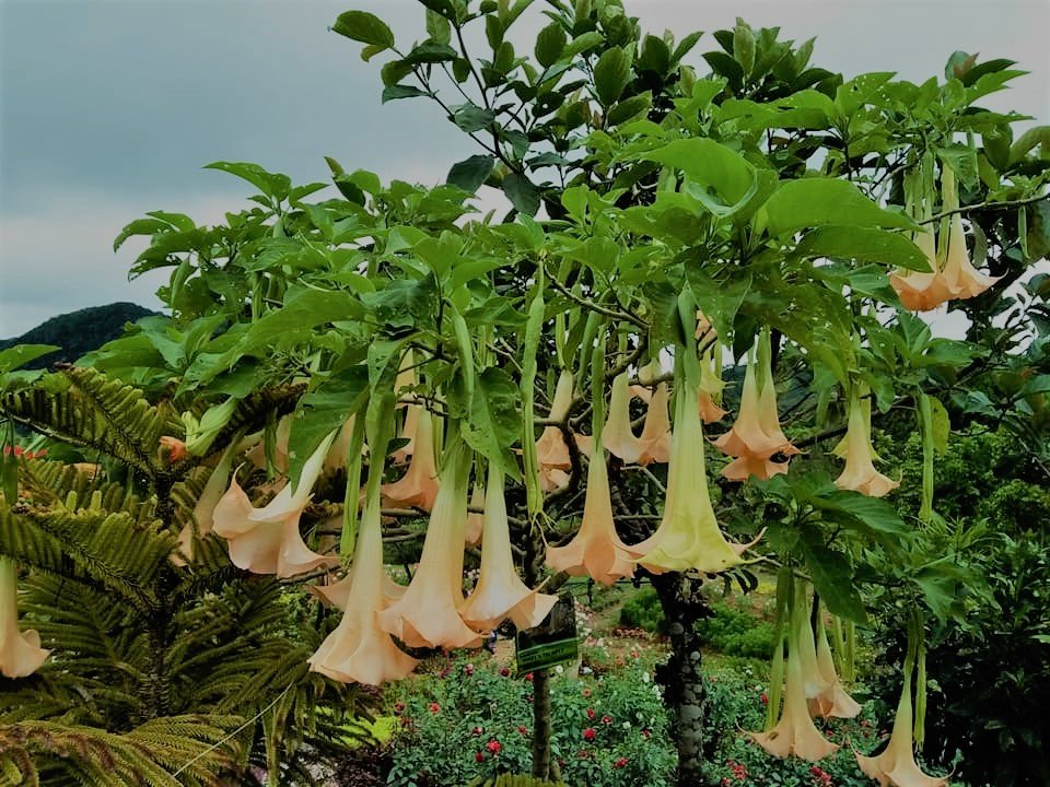 beautiful flowers