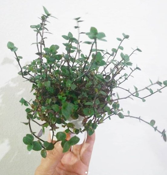 my turtle vine plant