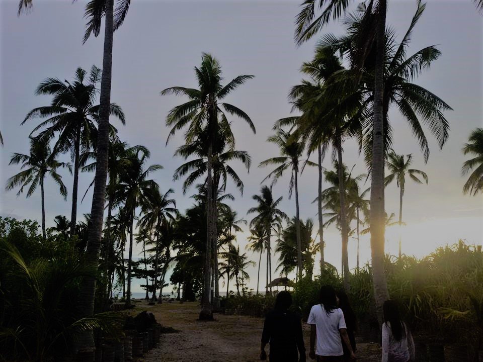 paradise, coconut trees, perf moment