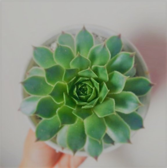 perfectly shaped, succulent plant