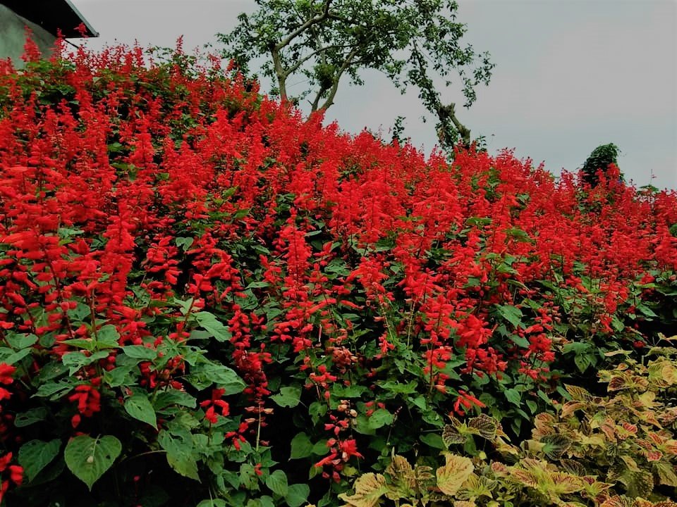 red flowers