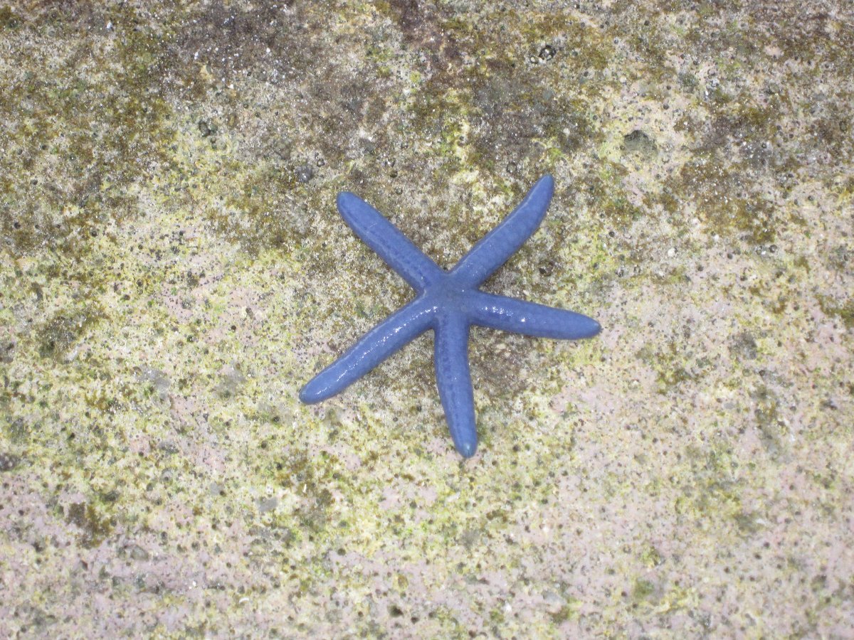 starfish