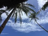 clearbluesky, whiteclouds, coconuttree, naturelover
