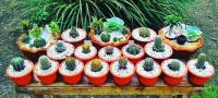 Cactus collections