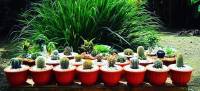 Lemon ball cactus