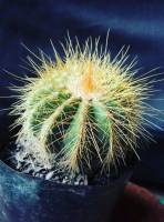 Globe shaped cactus