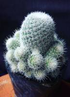 Globe shaped cactus