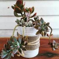 Plants make me happy variety of plants