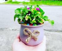 Makahiya plant childhood memories