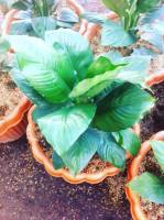 Caladium plant gives new leaf amazing