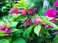Favorite color, leaves, nature