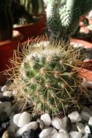 Always be sharp but never too prickly, #cactus