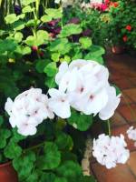 Makahiya plant childhood memories
