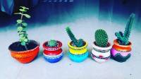 Aunts cactus collections, fav