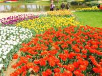 Every flower blooms on its own time, my pretty aunt