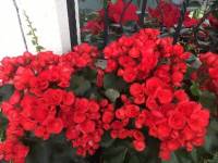 Red is love flower lover