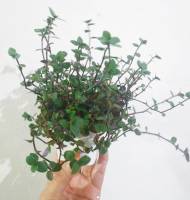 Makahiya plant childhood memories