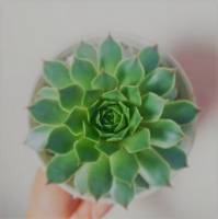 Sensation plant gree is life