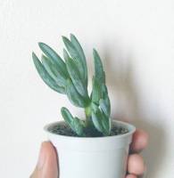 Cutie little plant, natures gift
