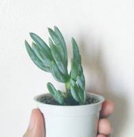 Sensation plant gree is life