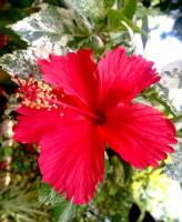 Such a gorgeous flower red