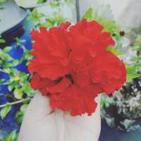 Love and red roses cant be hid