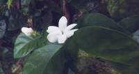 Sampaguita