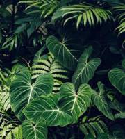 Green everywhere