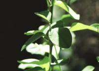 Always green plants