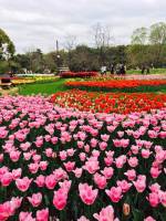 Flowers of the day