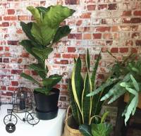 Sanseveria trio indoor plants