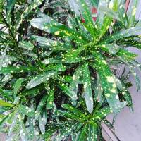 Green feat yellow