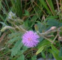 Makahiya plant childhood memories
