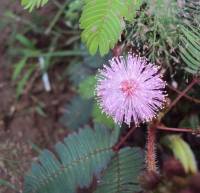 Beautiful flower