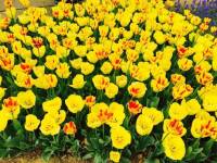 A cluster of bright yellow trumpet flowers