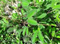 Makahiya plant childhood memories