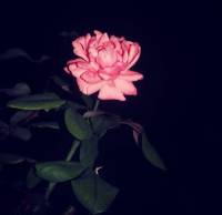 Pink, and, black