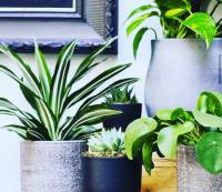 My friends cute indoor plants