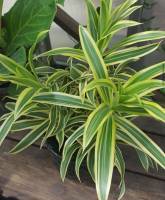 Song of India Dracaena
