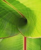 Botanical