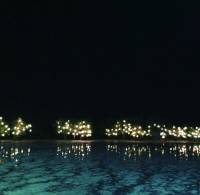 Mangroves and low tides