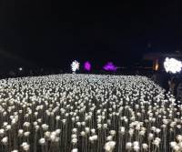10000 roses