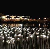 My take on the 10000 LED white roses