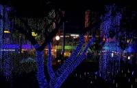 Christmas lights everywhere