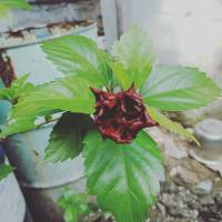 Everything blooms in its own time