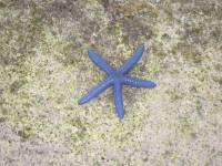 starfish