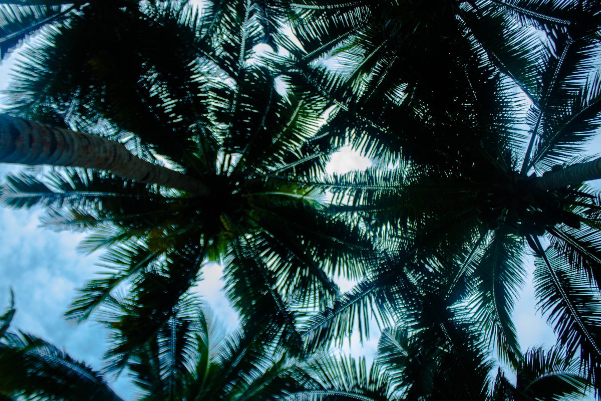 coconut, trees, dusk picture, silhouette, sky